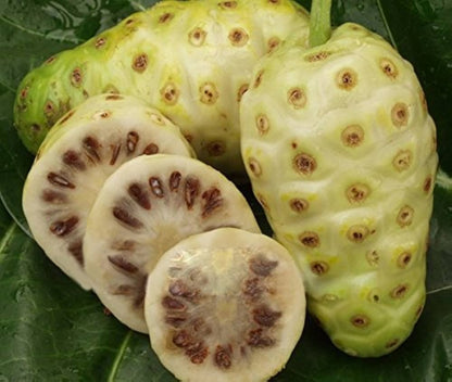 Noni Cheese Fruit (Morinda Citrifolia) - Indian Beach Mulberry Shrub Tree Seeds