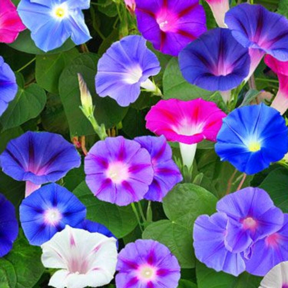 Morning Glory Seeds Mixed Colors Flower Seeds