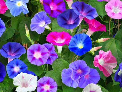 Mixed Colors Morning Glory Flower Seeds