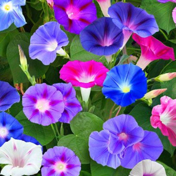 朝顔の種 3種類ミックス 朝顔の種 ミックスカラー 花の種 – Pure Asia Seeds