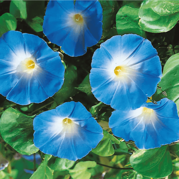 モーニンググローリー「ヘブンリーブルー」花の種 – Pure Asia Seeds