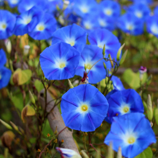 Blue Morning Glory Flower Seeds