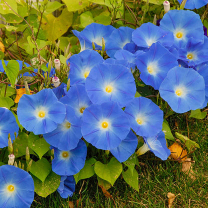 Blue Star Morning Glory Blumensamen
