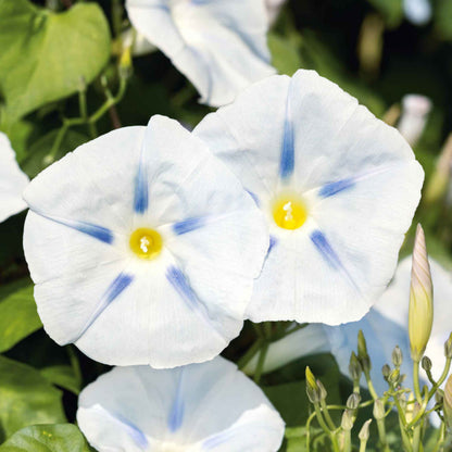 Ipomoea 'Ismay' Flower Seeds