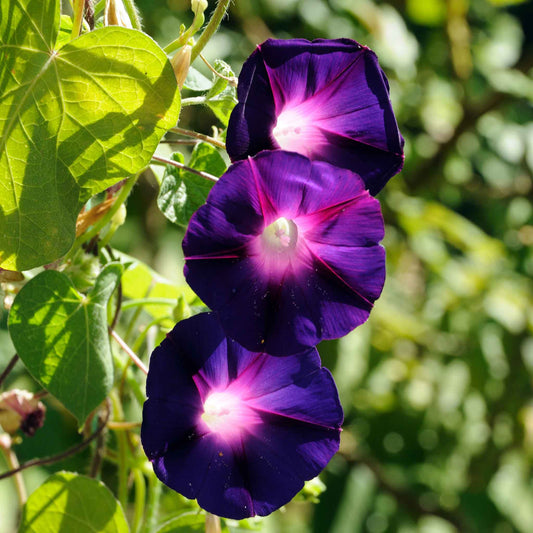 Schwarze Prunkwinden-Blumensamen