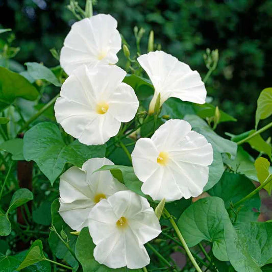 White Morning Glory Flower Seeds