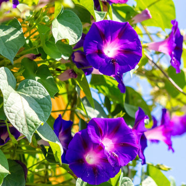 Japanese Morning Glory Flower Seeds