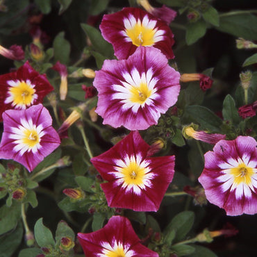 Dwarf Morning Glory Red Ensign Flower Seeds