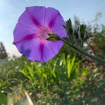 Purple Morning Glory Flower Seeds