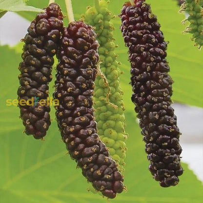 Mulberry Fruit Planting Seeds - Grow Your Own Delicious Mulberries with Easy Planting Instructions