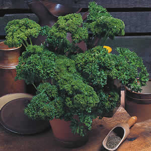 Moss Curled Parsley (Petroselinum crispum) Herb Vegetable Flower Seeds