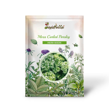 Moss Curled Parsley (Petroselinum crispum) Herb Vegetable Flower Seeds