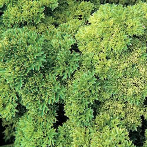 Moss Curled Parsley Petroselinum Crispum Herb Vegetable Flower Seeds heirloom non-gmo organic garden seeds