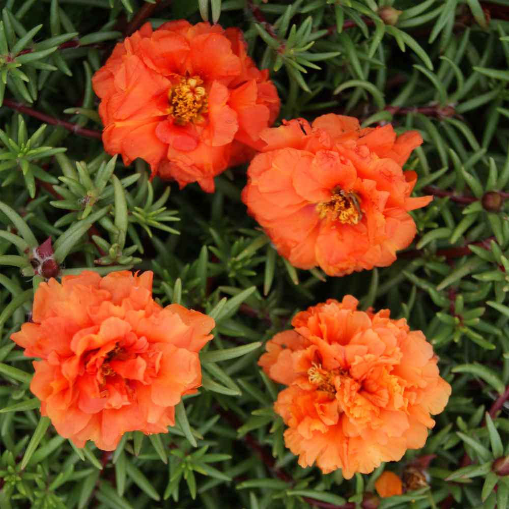 Orange Moss Rose Flower Seeds