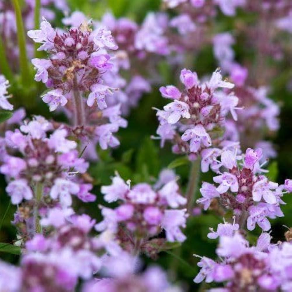 Mother of Thyme aka Lemon Broadleaved Large Thyme (Thymus pulegioides) Herb Pink Flower Seeds