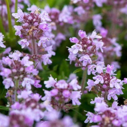 Mother of Thyme aka Lemon Broadleaved Large Thyme (Thymus pulegioides) Herb Pink Flower Seeds