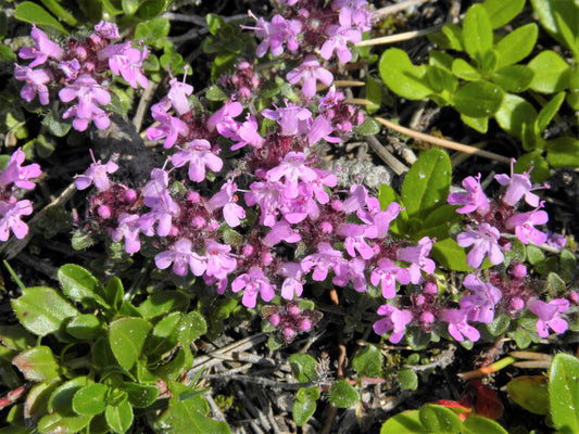 Mother Of Thyme Aka Lemon Broadleaved Large Thyme Thymus Pulegioides Herb Pink Flower Seeds heirloom non-gmo organic garden seeds