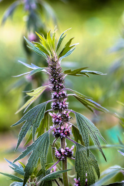 Motherwort Leonurus Cardiaca Herb Flower Seeds heirloom non-gmo organic garden seeds