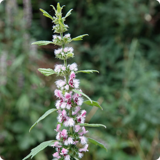 Motherwort Leonurus Cardiaca Seeds heirloom non-gmo organic garden seeds