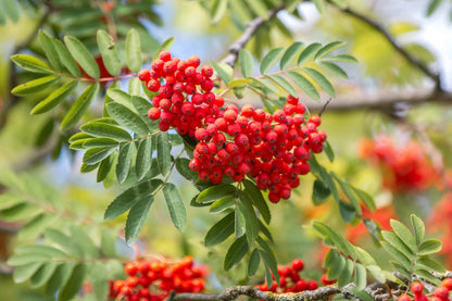 SWEET SORBUS FRUIT SEEDS PLANTING FOR DELICIOUS HARVESTS