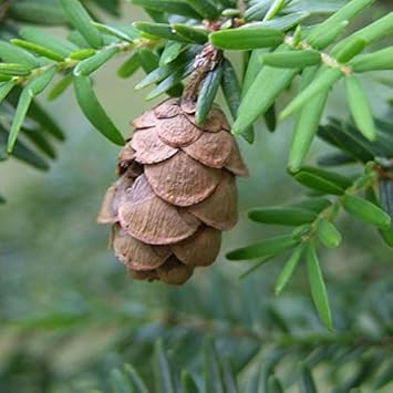 Mountain Hemlock Tree Seeds Grow Your Own Hemlock Tree heirloom non-gmo organic garden seeds