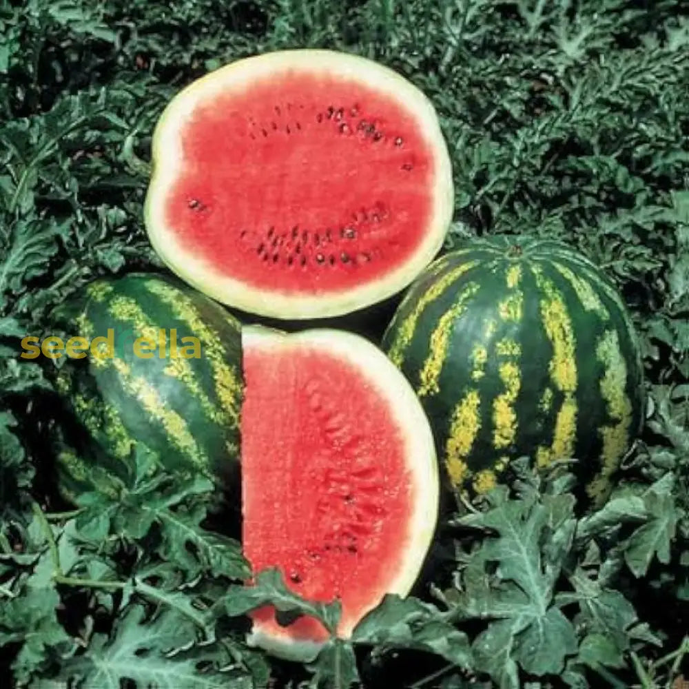Mountain Hoosier Watermelon Seeds For Planting Sweet & Juicy Fruit heirloom non-gmo organic garden seeds