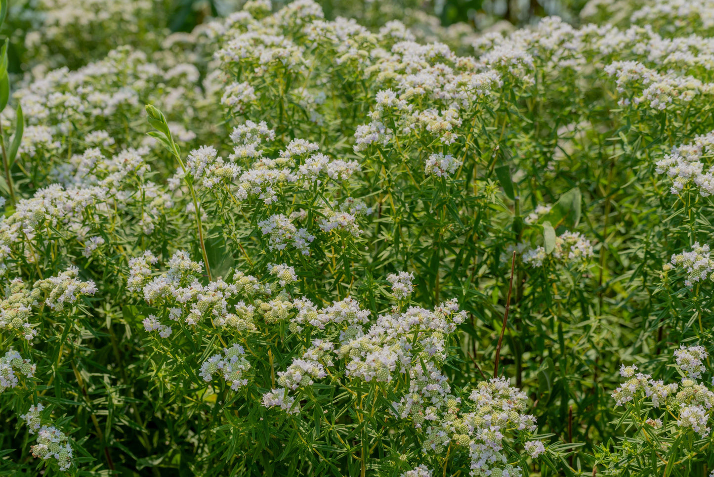 Mountain Mint (Pycnanthemum muticum) Seeds