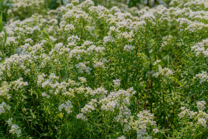 Mountain Mint (Pycnanthemum muticum) Seeds