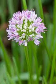 Mouse Garlic (Allium angulosum) Wild Garlic Pink Flower Herb Seeds