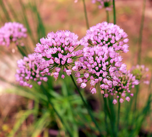 Mouse Garlic Allium Angulosum Wild Garlic Pink Flower Herb Seeds heirloom non-gmo organic garden seeds
