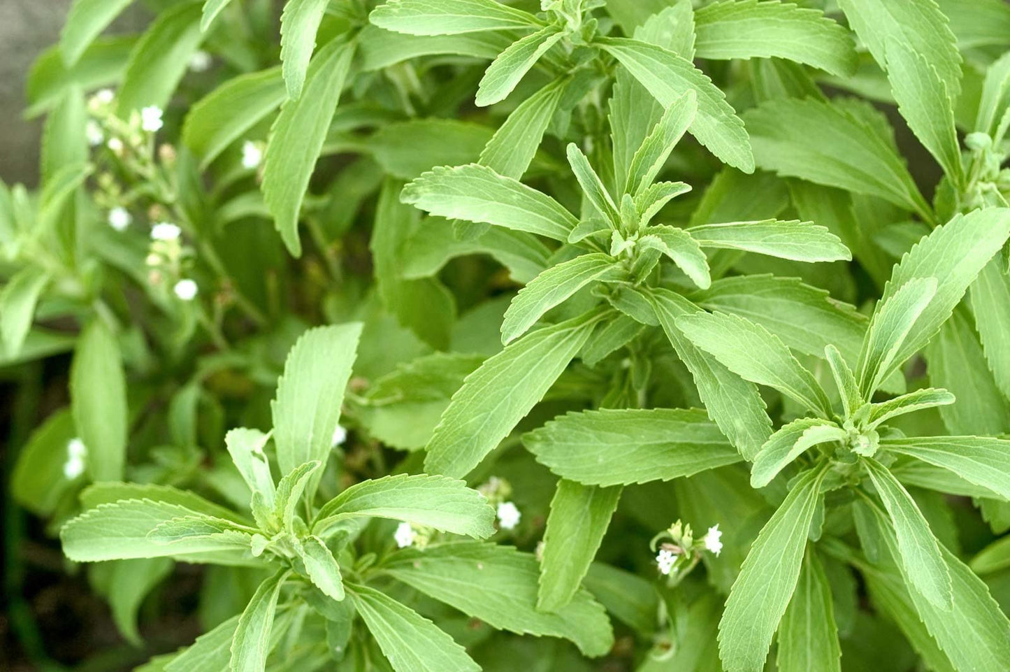 Mozzarella Basil Sweet Italian Heirloom Ocimum Basilicum Herb Flower Seeds
