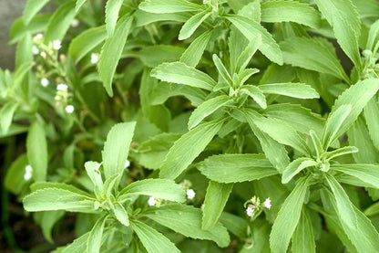 Mozzarella Basil Sweet Italian Heirloom Ocimum Basilicum Herb Flower Seeds