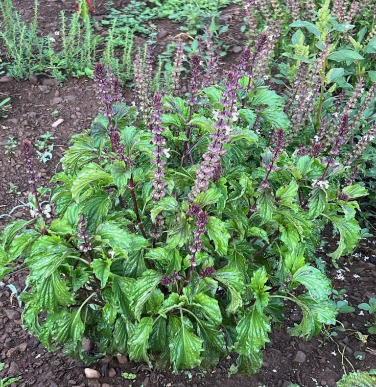 Mrihani Basil Ocimum Basilicum 'Mrihani' Organic Seeds heirloom non-gmo organic garden seeds