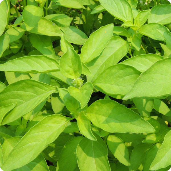 Mrs. Burns' Lemon Basil Ocimum Basilicum Seeds heirloom non-gmo organic garden seeds