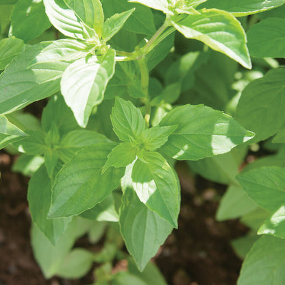 Mrs. Burns' Lemon Basil (Ocimum basilicum) Seeds