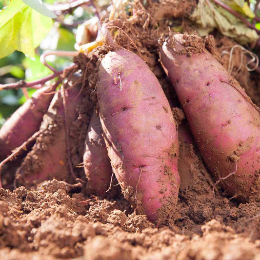 Sweet Potato Pink Dichondra Vegetable Seeds