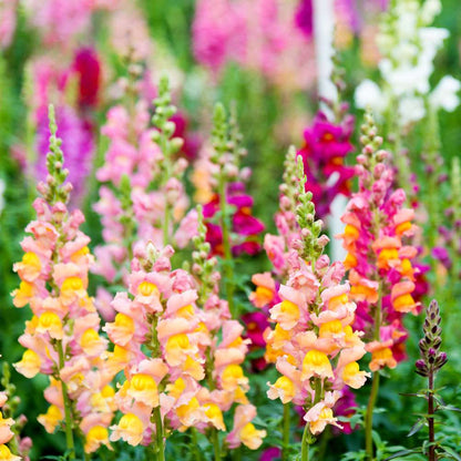 Snapdragon Flower Seeds