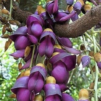 Mucuna Sempervirens Flower Seeds