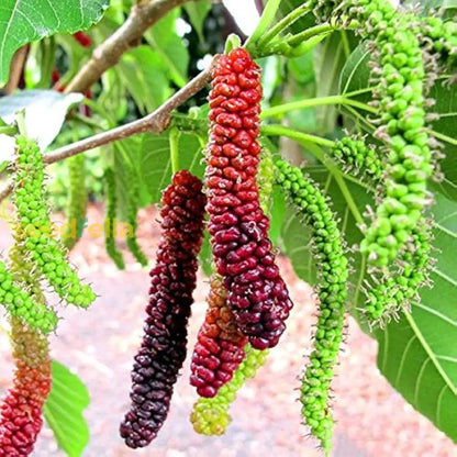 Mulberry Fruit Planting Seeds Grow Your Own Delicious Mulberries With Easy Planting Instructions heirloom non-gmo organic garden seeds