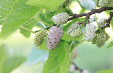 Morus Alba White Mulberry Tree Seeds