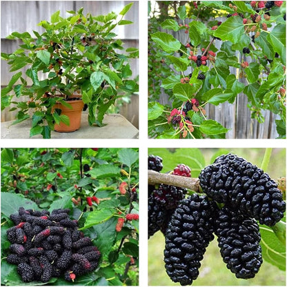 Long Mulberry Fruit Tree Seeds for Home Gardening
