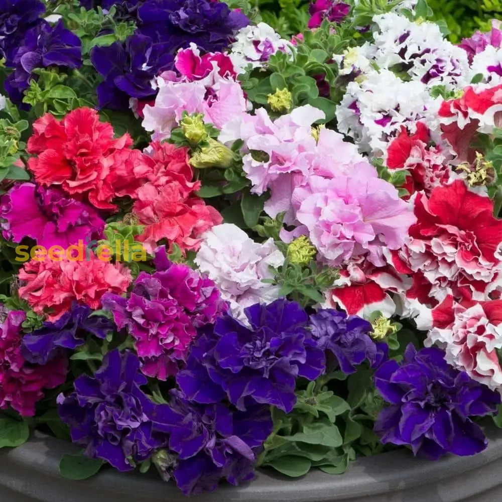 Multi-Flowered Double-Petal Petunia Seeds For Planting - Vibrant Mixed Colors Flower
