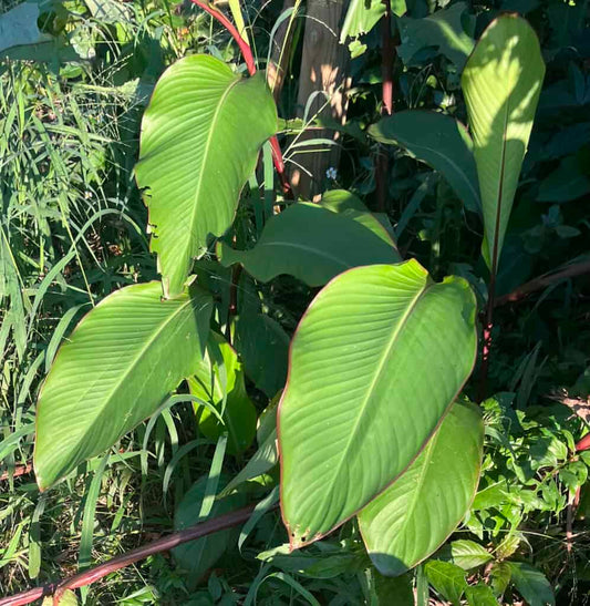 カンナ・エドゥリス植物の種子