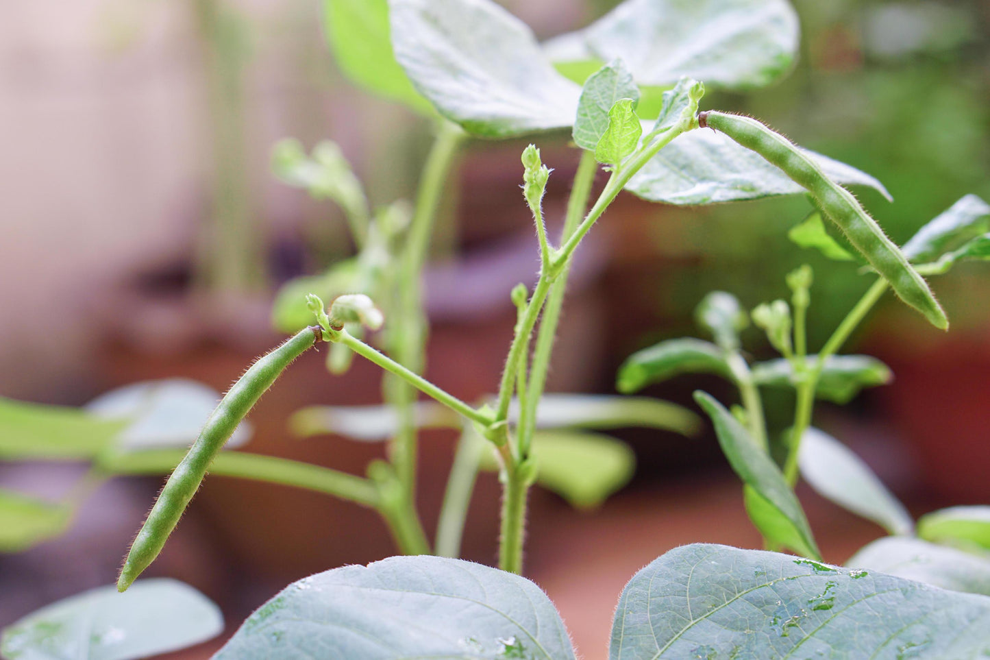 Mung Bean Vegetable Seeds
