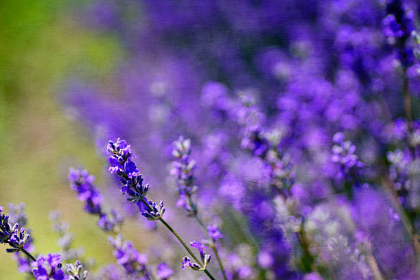 Dwarf Munstead Lavender (Lavandula angustifolia 'Munstead') Blue English Lavender Purple Fragrant Flower Herb Seeds