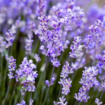 Munstead Lavender Herb Seeds