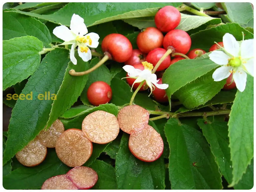 Muntingia Fruit Seeds For Planting Grow Delicious Tropical Fruits In Your Garden heirloom non-gmo organic garden seeds