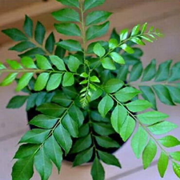 Curry Leaf Murraya Koenigii Plant Seeds