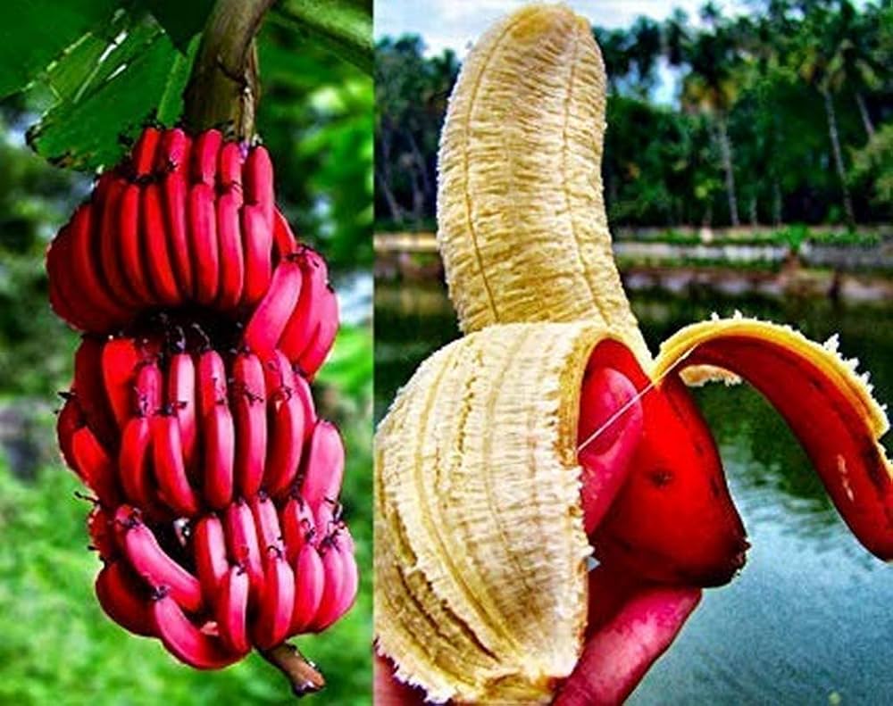 Dwarf Banana Seeds for Planting Musa Acuminata tropical patio garden