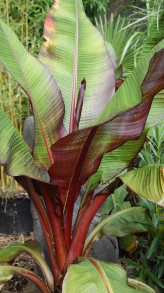 Red Abyssinian Banana (Musa Ensete Ventricosum) Flowering Fruit Tree Seeds
